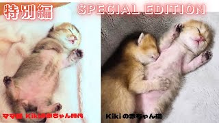 【特別編】ママ猫Kikiと赤ちゃん猫の寝顔はそっくりです【A mother and her kitten look exactly alike in their sleeping faces】#猫 by Pretty Cat  2,040 views 5 months ago 3 minutes, 10 seconds