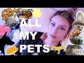 All of my pets in one i know i have a lot