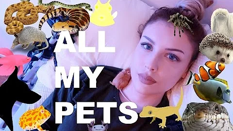 ALL OF MY PETS IN ONE VIDEO (I know, I have a lot)