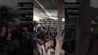 Download Lagu sistem antisipasi menjelang musim hujan di kandang kami (khusus koloni lantai tanah). di tananagaya MP3