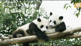 慢直播｜大熊貓的悠閒生活