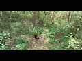 Pikat Ayam Hutan 2024 Si Sekyss 1 Pikat Ayam Hutan 2024 Si Sekyss 1