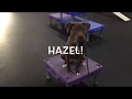 Energetic pit bull builds confidence and learns loose leash walking