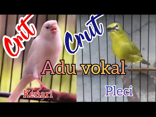 kenari vs pleci class=