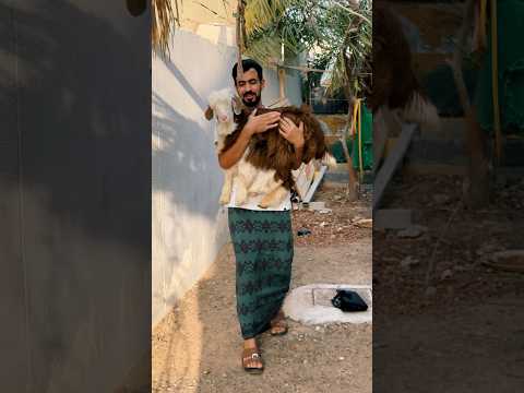 تيس مشوي بالملح والرمل