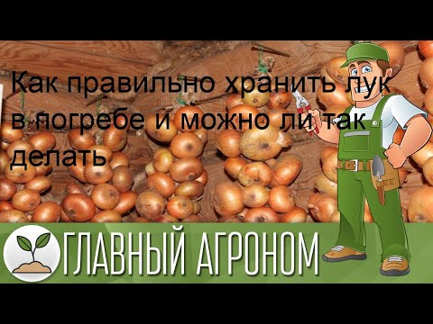 Как правильно хранить лук в погребе и можно ли так делать