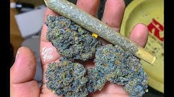 This Strain is Straight Purple !!!  ( Koolato )