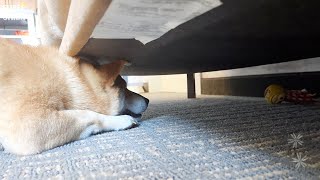 Shiba Inu Becomes Obedient for His Favorite New Toy by Super Shiba 1,741 views 1 year ago 5 minutes, 18 seconds