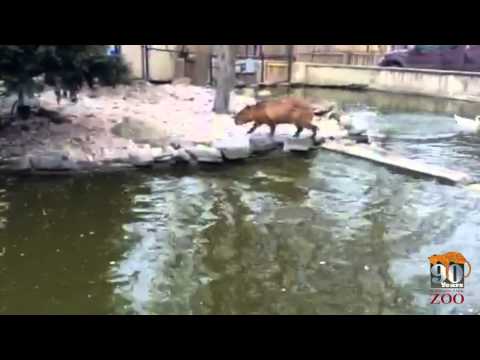 Capybara 1St Swim