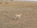 Cheetah stretchingcentral serengeti safari