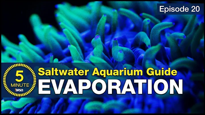 Get saltwater tank evaporation right! This is how it's done and it is VERY easy.