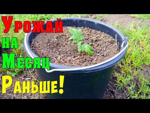 ПОМИДОРЫ В ВЕДРАХ!!! Выращивание томатов в ведрах!!!