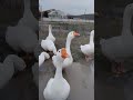 Getting Attacked by Geese #shorts #foryou #funny #goose