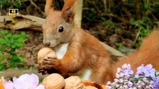 Most Beautiful Squirrels Video 🌈 | Fairytail Forest | Birds Sounds | 432 Hz Music