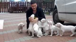 Cute Puppies Attack Compilation