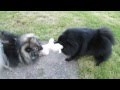 001 GERMAN SPITZ KLEIN の動画、YouTube動画。