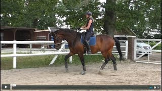 Äußere Anlehnung Pferd und Reiter - wie geht das? Übung für eine weiche Hand