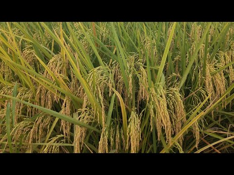 ORIGINAL INDONESIAN RICE A PRODUCT OF INDONESIAN FARMERS FRIENDS