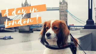 VLOG : London 2018 // Kooikerhondje by AndyWho11th 740 views 6 years ago 2 minutes, 29 seconds