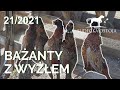 Sudecka Ostoja 21/2021. Polowanie na bażanty z wyżłem.