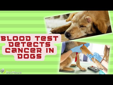 Βίντεο: Εάν ο σκύλος μου έχει καρκίνικη ασθένεια μεσοσπονδύλιου δίσκου, θα παραλύσει;