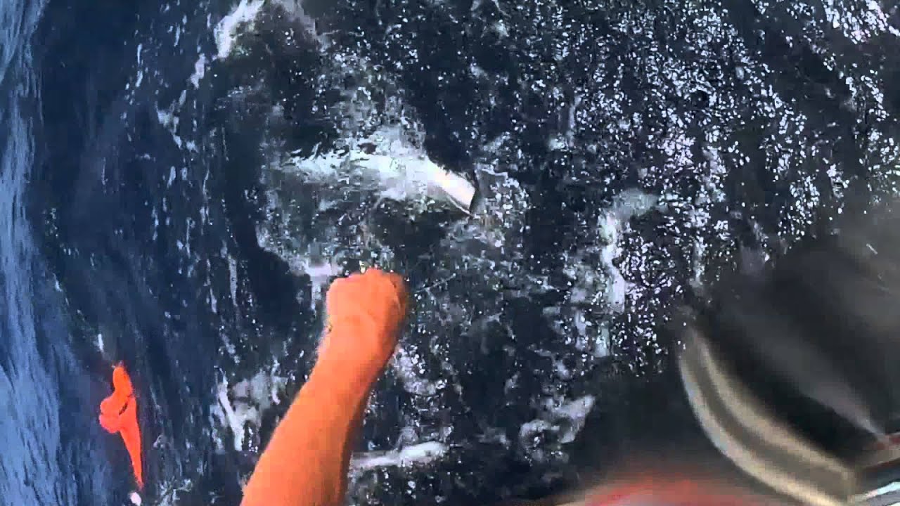 Fish Martinque Light Spinning Fishing - Martinique - YouTube