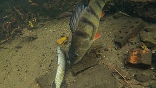 Big Perch Eat Pike?! Best Pike and Perch Attacks Under Water