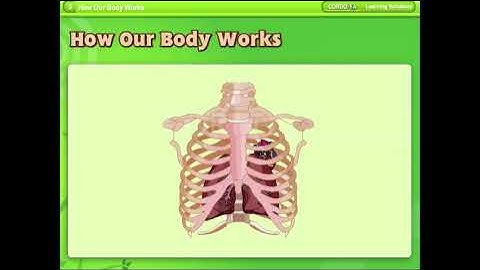 Class II EVS Chap 5 How Our Body Works