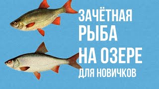 как заработать денег новичку в русской рыбалке 3
