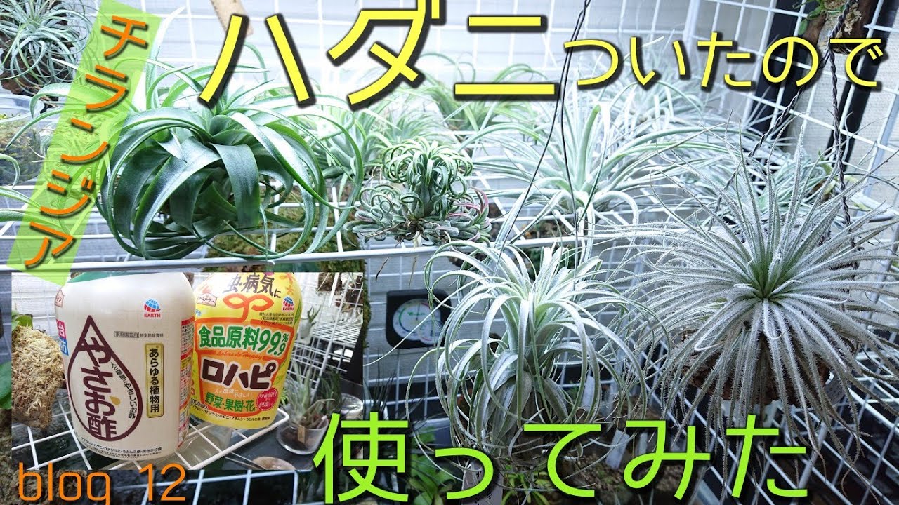 ハダニ退治 チランジアなど観葉植物にも使える やさお酢 ロハピ 使ってみた Youtube