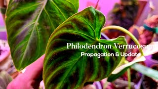 Philodendron Verrucosum Propagation & Update Ruby's Plants