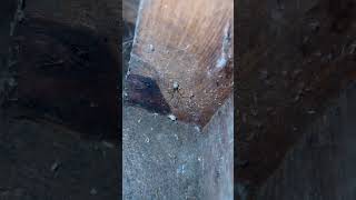 Queen manueli spider