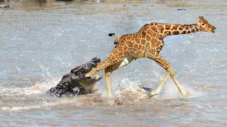 Can Crocodile Hunt Giraffe When Crossing The River ?