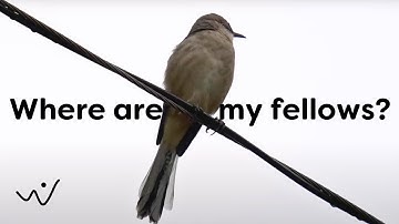 Northern Mockingbird Bird Sound, Song, Bird Call, Bird Calling Chirps, Listen Mockingbird Melody