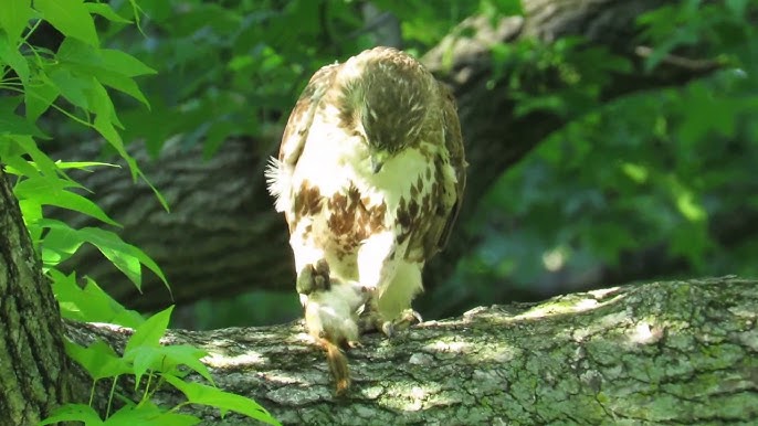 Red-tailed Hawk Eats Chipmunk While Interrupted - YouTube