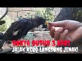 Lakukan Terapi Ini, Dijamin Dalam 3 Hari Jalak Kebo Ombyokan Akan Langsung Menjadi Jinak, BUKTIKAN!