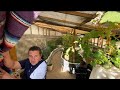 Earthship Inspired Homestead with Straw bale and Underground Greenhouse