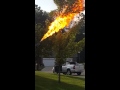 "TORCH" Burns out Hornets Nest with Flamethrower