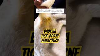 Babesia Causing Jaundice in Puppy| Tick-Borne Emergency #vetlife #vetpocket #tickbornedisease #tick