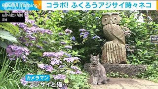 ふくろう神社でアジサイ見頃　可愛いネコもお出迎え(2021年7月5日)
