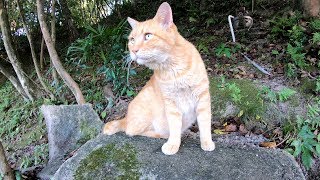 山道を散歩する茶トラ猫について行くと・・・