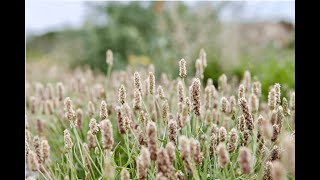 What is Psyllium Husks? : Information &amp; medicinal uses : narration : TCM metal : large intestine