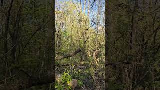 Nature 🏞️ woodpeckers and other birds sounding in the distance 🐦 - Pointe-Claire, Canada