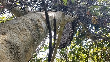 Chinh phục tổ ong khoái siêu khủng ở cây đa cổ thụ cách tìm ong lấy nước đi về tổ. - Tình Thợ Rừng