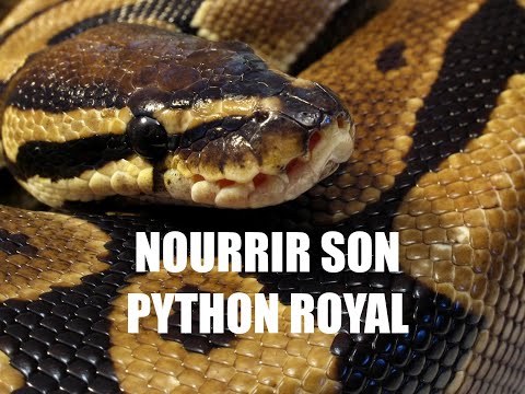 Nourrissage Python Royal / Python Regius