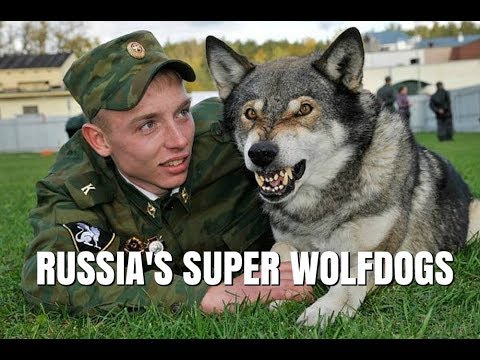 Video: Trans-Baikal Territory Angrebet Af Wolfdogs? - Alternativ Visning