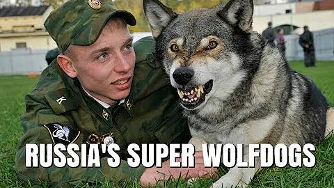 VOLKOSOBY - RUSSIA'S POWERFUL & SECRET WOLF DOGS /...