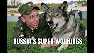 VOLKOSOBY  RUSSIA'S POWERFUL & SECRET WOLF DOGS / Animal Watch