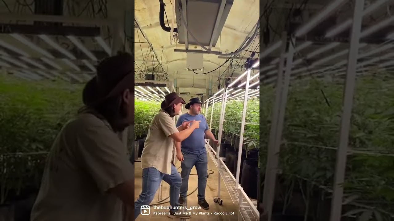 The Bud Hunters - Into Gardening