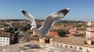 iPhone 6s Slow Motion Recording - Rome